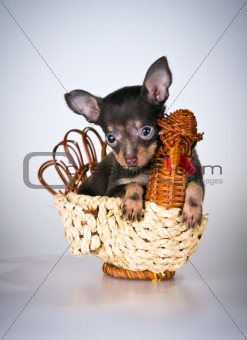 Puppy Russian toy terrier