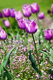 Purple tulips background