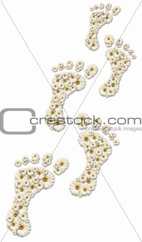Daisy footprints on white