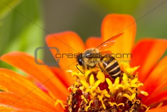 morning bee