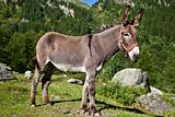 Donkey on Italian Alps