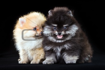 Two Pomeranian puppies