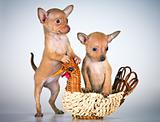 Puppies Russian toy terrier