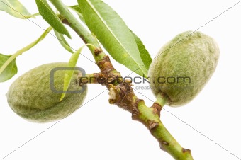 green almonds