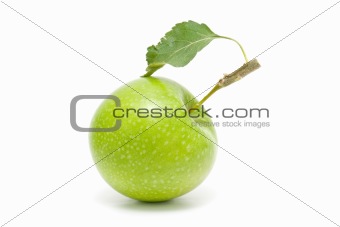 fresh apples