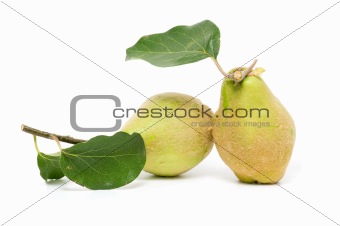 fresh quince