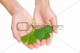 Hands of young woman holding ginkgo leaves