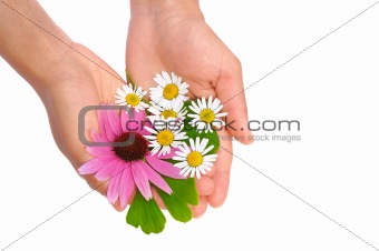 Hands of young woman holding herbs - echinacea, ginkgo, chamomile