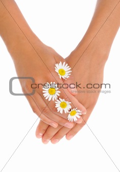 Hands of young woman with chamomile flower heads