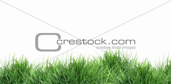 Green Grass On White