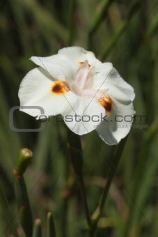 White iris