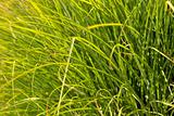 Prairie Drop seed Ornamental Grass