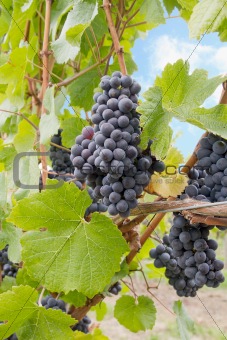 Red Wine Grapes Growing on Vines Vertical
