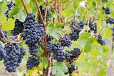 Red Wine Grapes Growing on Vines