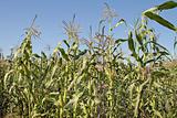 Maize Corn Field