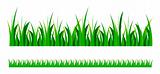 vector green grass