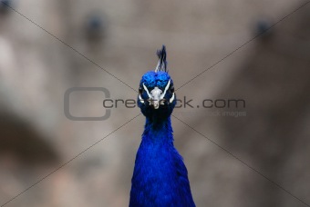 Peacock Head