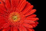 red gerbera daisy