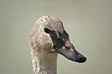 Trumpeter Swan Headshot