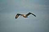 Brown Pelican in flight
