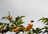 Calibrachoa Callie Deep Yellow Indian flower bumble