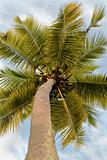 coconuts coconut tree branches cloudy sky