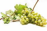 wine grapes

