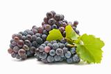 wine grapes
