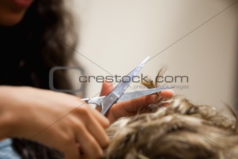 Close up of feminine hands cutting hair