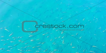 Turquoise fish background