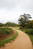 Walk path in Richmond Park
