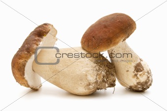 seasonal mushrooms

