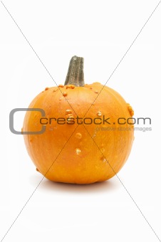 pumpkins
