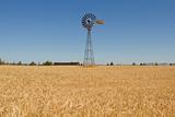 Wheat Grass Field with Windmill and Barn