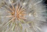  Dandelion Flower Seed Head Closeup