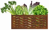 Vegetables in the basket