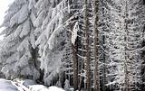 coniferous forest winter