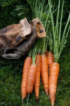 Carrots ready to eat and work gloves 