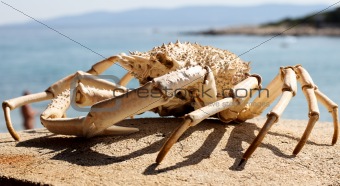 Crab skeleton