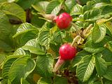 Shrub of wild briar with red berries and green leafs