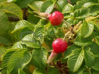 Shrub of wild briar with red berries and green leafs