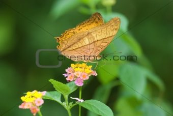 Butterfly on a Flower 