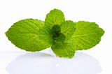Green Mint on white background 