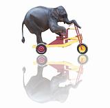 elephant riding a bicycle isolated on white