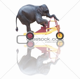 elephant riding a bicycle isolated on white