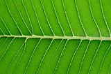 the frangipani leaf background 