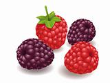 Raspberry, Hindberry Fruit