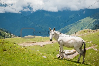 White horse on mountain pasture