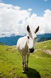 White horse on mountain pasture