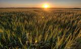 Prairie Grass Crop Sunset